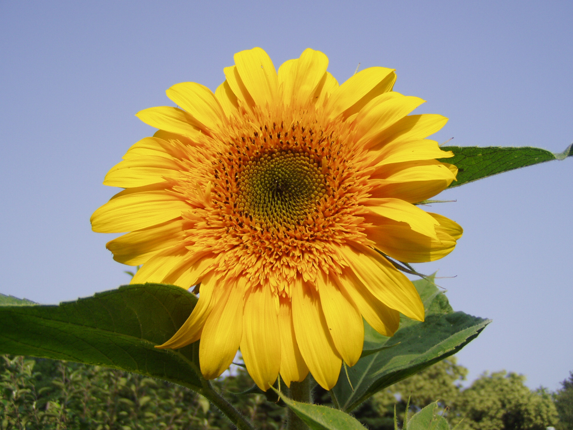 Hvaležnost – korak v globinsko zadovoljstvo