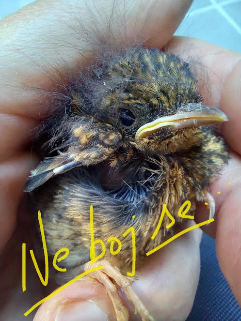 Moja sveta zgodba življenja